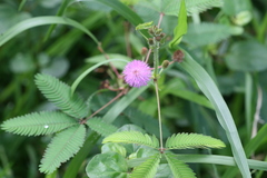 Mimosa pudica